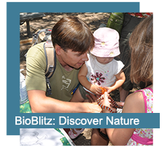 BioBlitz